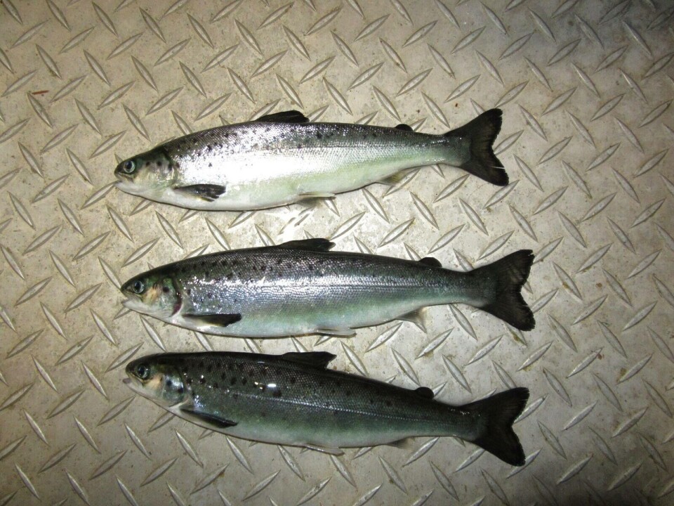 Triploid laks fra Skardalen Settefisk/Wilsgård fiskeoppdrett. Foto: Per Anton Marine Helse/Facebook.