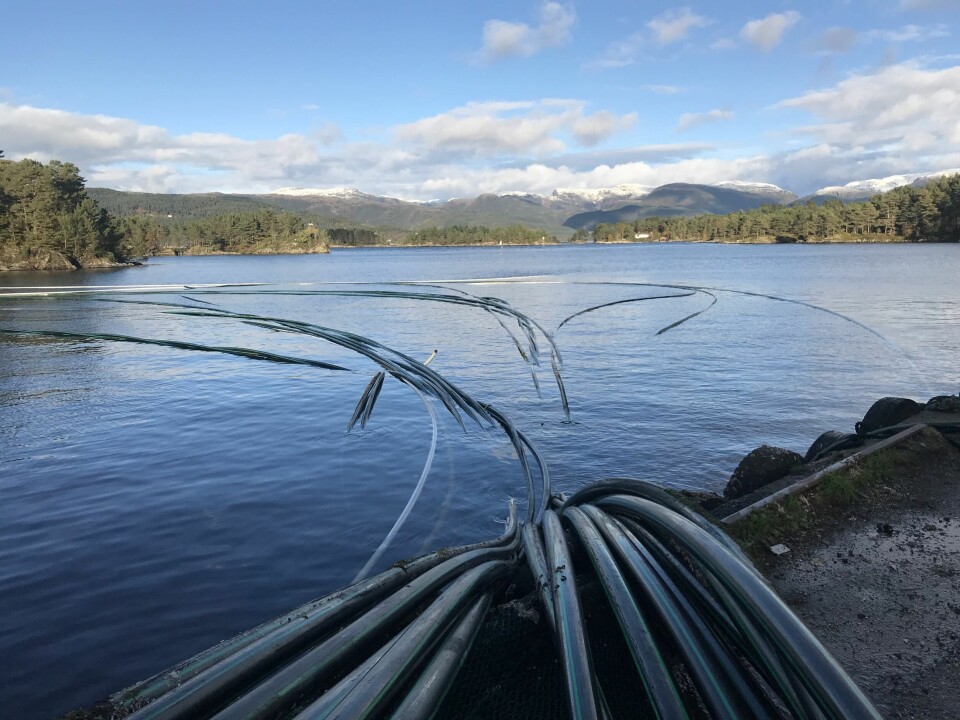 Tess hentet forrige uke opp ca. 10 000 meter med fôrslange som har vært i bruk under ett utsett. Foto: Tess. Tess hentet forrige uke opp ca. 10 000 meter med fôrslange som har vært i bruk under ett utsett. Foto: Tess.