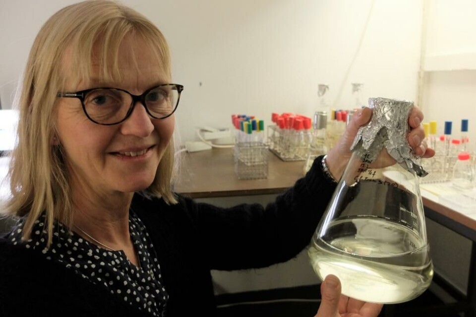 Bente Edvardsen har forsket på alger i over 30 år og vil finne ut hvorfor «dødsalgen» ble giftig. Foto: Eivind Torgersen/UiO Bente Edvardsen har forsket på alger i over 30 år og vil finne ut hvorfor «dødsalgen» ble giftig. Foto: Eivind Torgersen/UiO