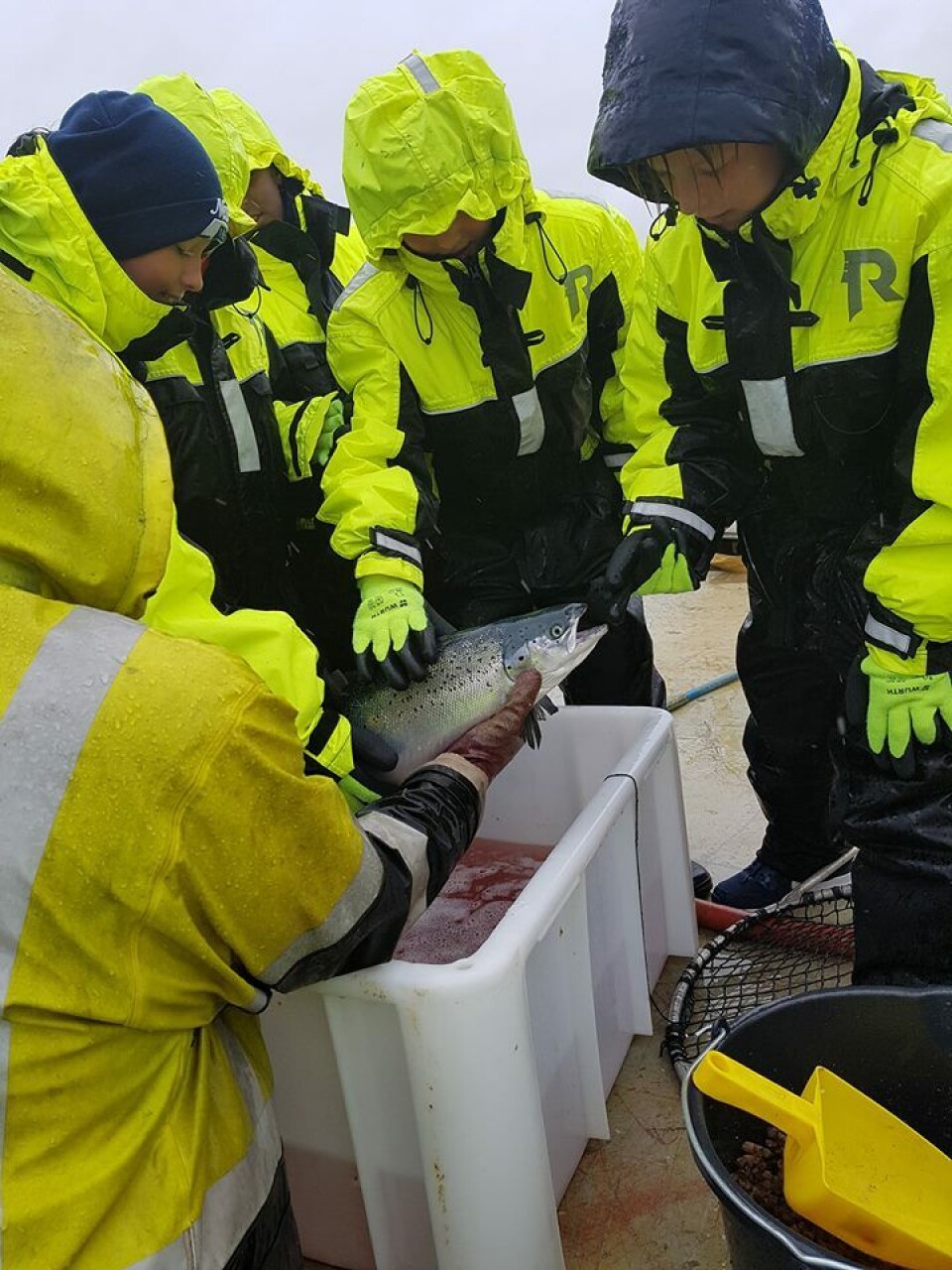 Hele produksjonen vises frem. Også lusetellingen. Foto: Hardanger Akvasenter