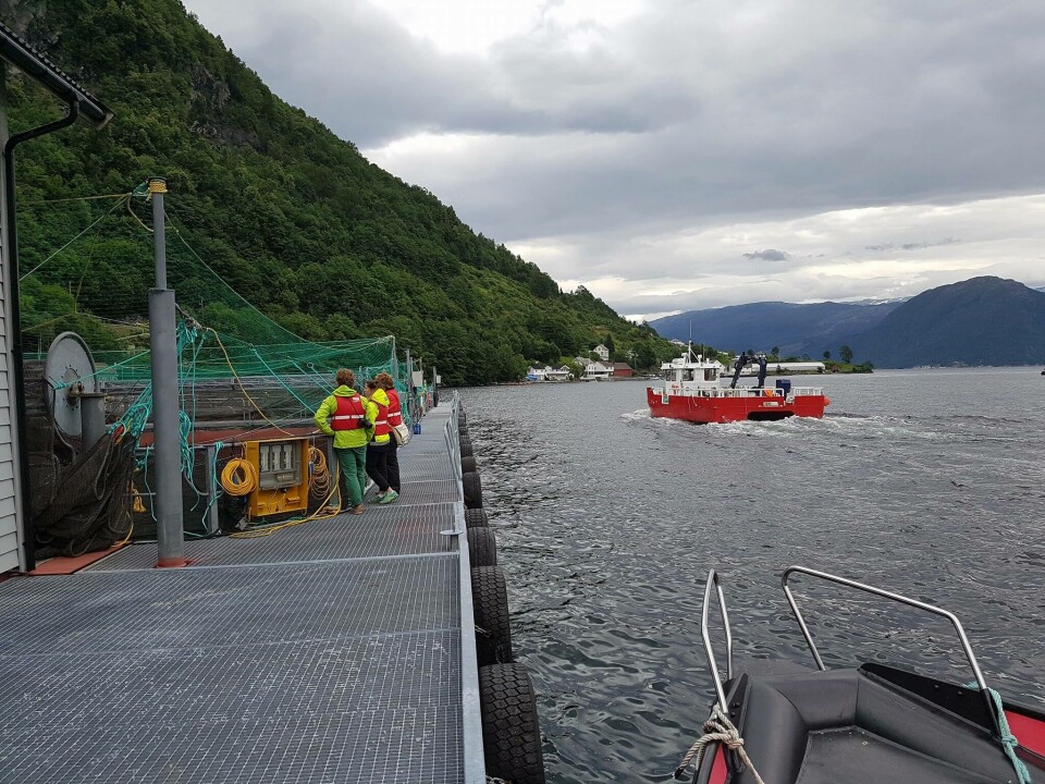 Hardanger Akvasenter har hatt opptil 200 besøkende på merdkanten daglig, sommeren 2017. Foto: Hardanger Akvasenter
