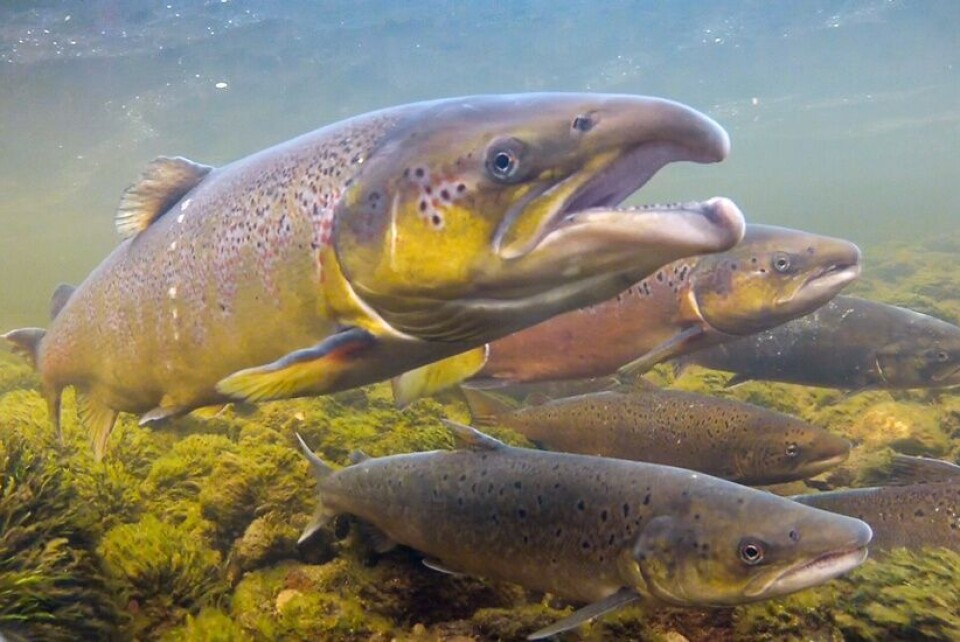 Rømt oppdrettslaks sammen med villaks i norsk elv. Foto: Rune Muladal. Rømt oppdrettslaks sammen med villaks i norsk elv. Foto: Rune Muladal.