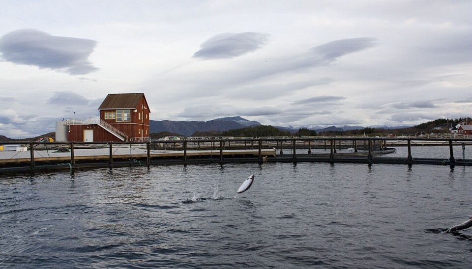 Norsk Havbrukssenter var en av de første aktørene til å motta en tillatelse for produksjon av laks til visningsformål i 2006.