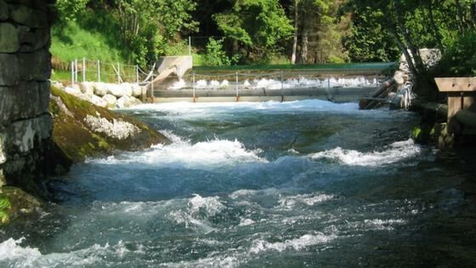 Guddalselva. Foto: Havforskningsinstituttet Guddalselva. Foto: Havforskningsinstituttet