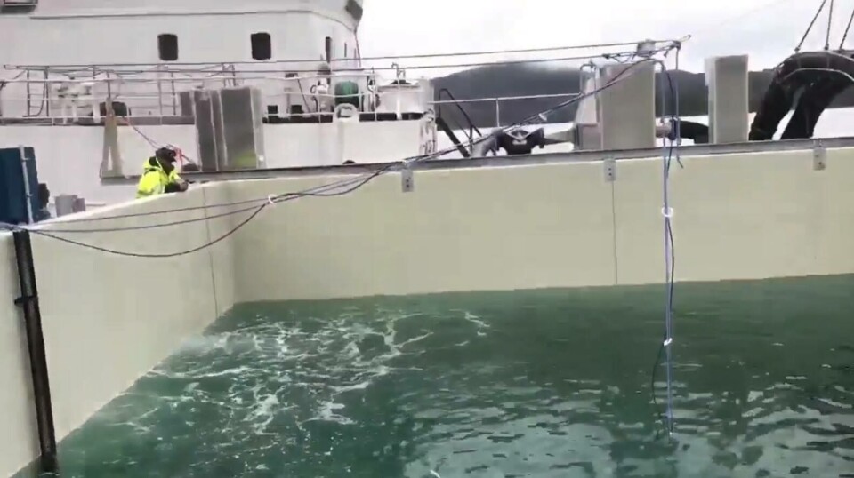 Det blei satt inn fisk i Engesundmerden fyrste gong 24. oktober 2018. Her er ein video Engesund Fiskeoppdrett har teke dagen då fisken kom. Det blei satt inn fisk i Engesundmerden fyrste gong 24. oktober 2018. Her er ein video Engesund Fiskeoppdrett har teke dagen då fisken kom.
