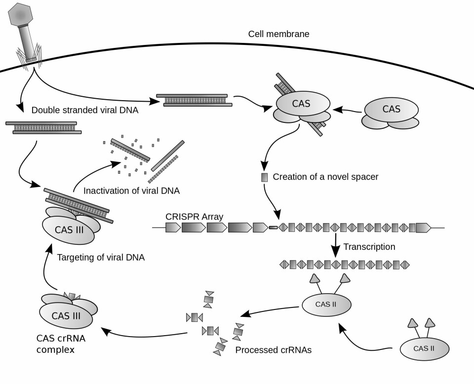 CRISPR mekanismen slik den kan fungere for å redigere gener. Illustrasjon: James Atmos/WIkipedia
