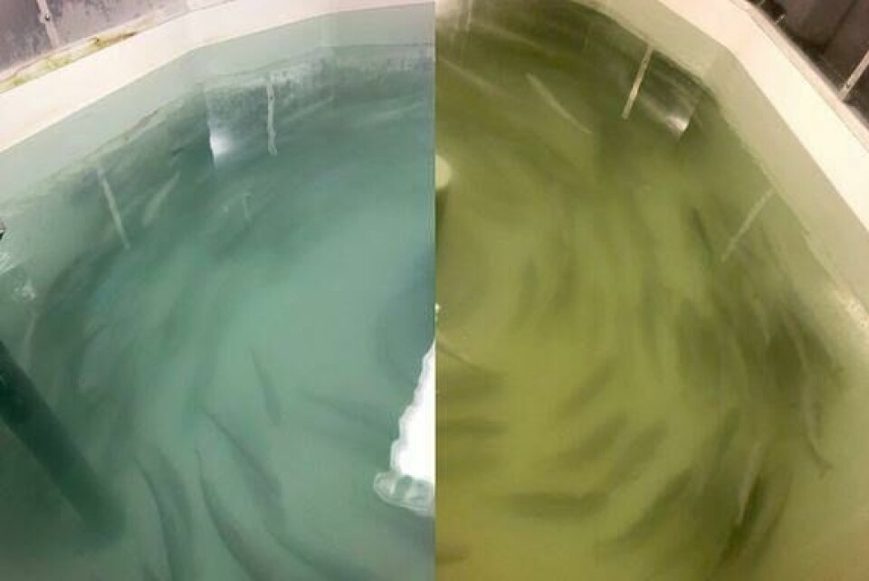 Fargen på vannet i et kar viser turbiditeten med (til venstre) og uten (til høyre) tilsetting av ozon. Foto: Kevin Stiller/Nofima.
