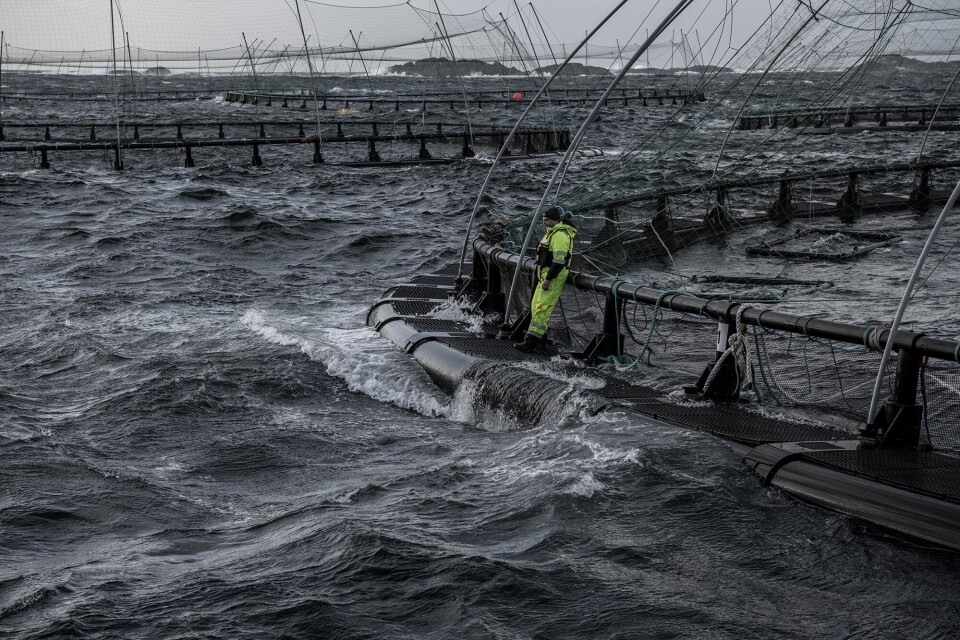 Lokalitetsleder Alf Harald Thorsen står trygt på merdkanten på lokaliteten Flatholmen. Foto: Akva Group