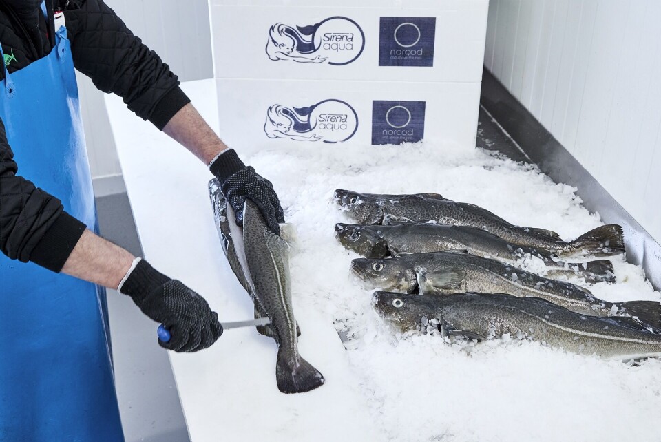 Norcod har inngått fastprisavtale med en aktør i Spania. Foto: Norcod