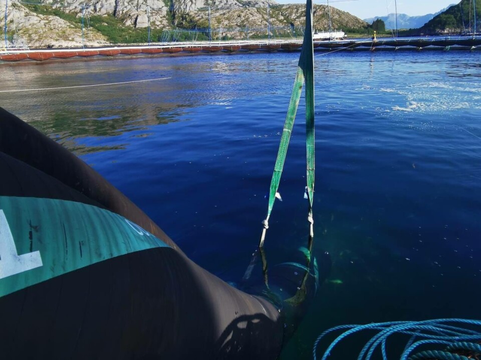 Yngelen blir overført til sjø. Foto: Norcod
