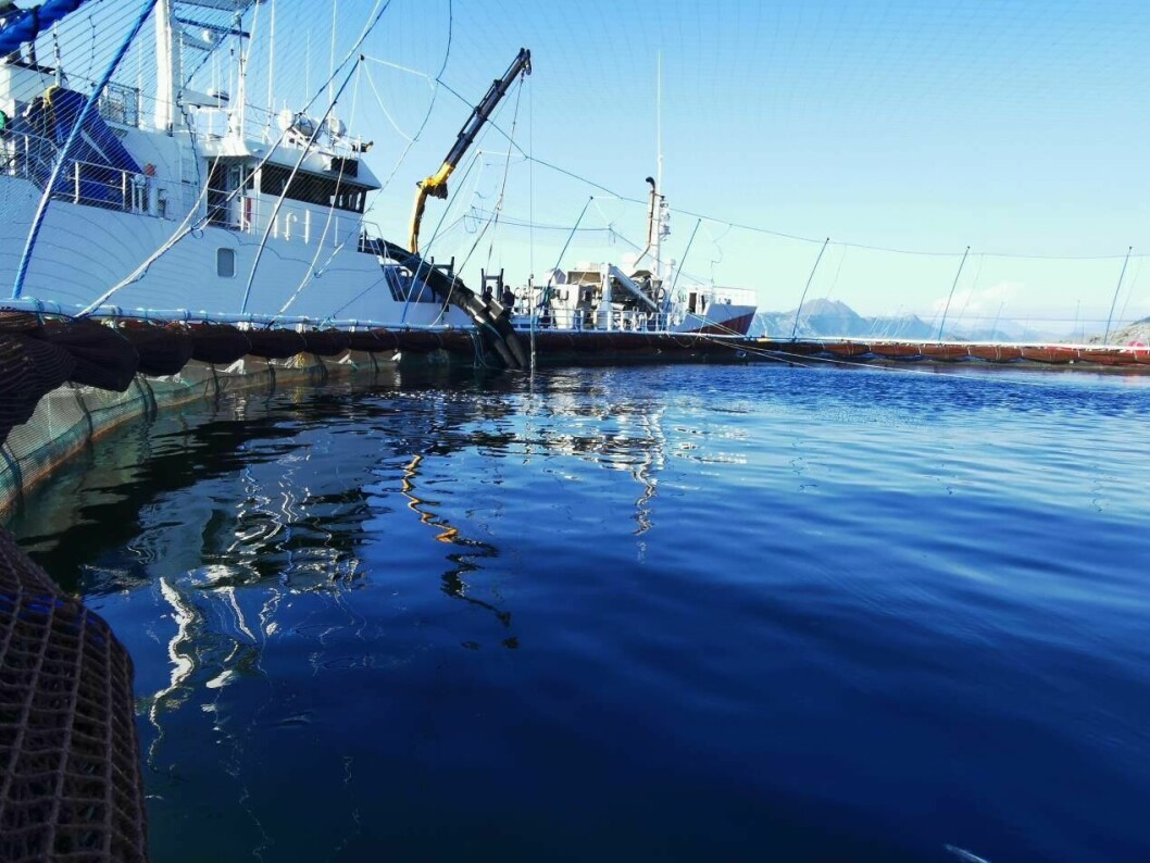 Her blir torskeyngelen overført fra brønnbåt til sjø. Foto: Norcod