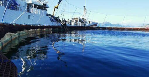 Norcod fullfører overføring av 2,4 millioner fisk til sjøanlegg