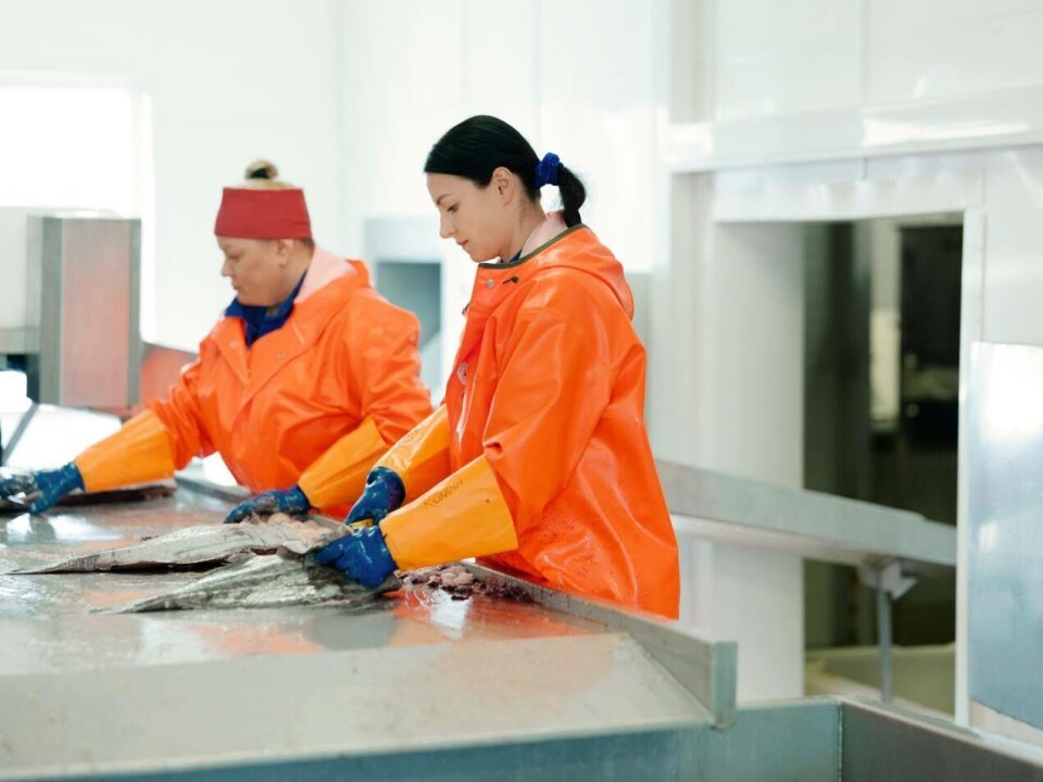 Hos slakteriet hos Vesterålen Havbruk. Foto: Vesterålen Havbruk