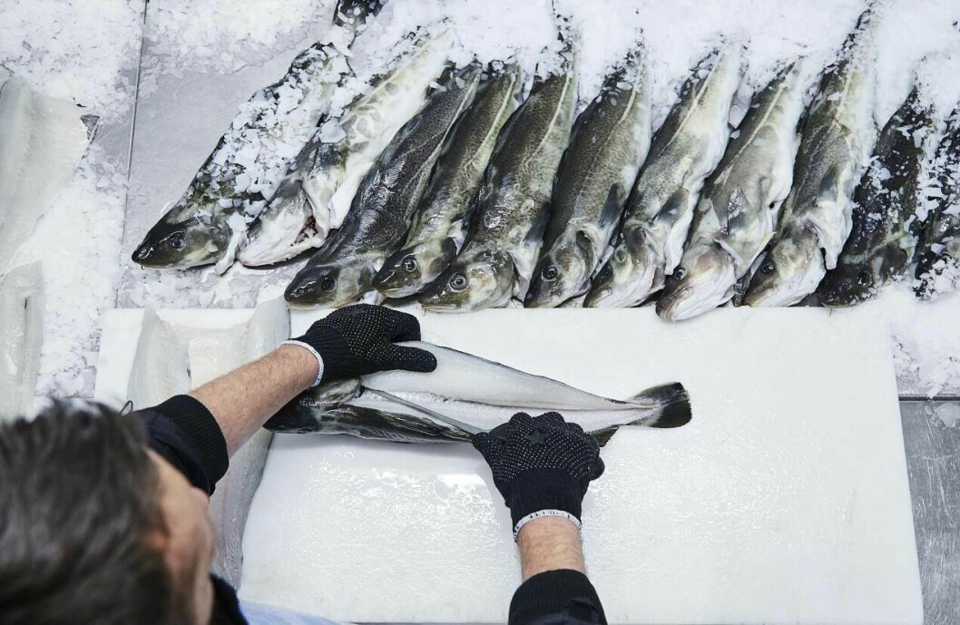 Norcod-torsk blir filetert og selskapet melder kjøttet viser høy kvalitet. Foto: Norcod.