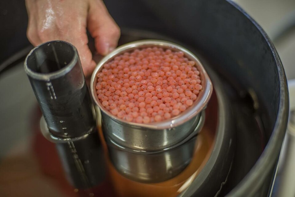 SalmoBreed forventer en fortsatt utvikling mot stadig mer avanserte produkter, noe som skal gi høyere marginer. Foto: SalmoBreed