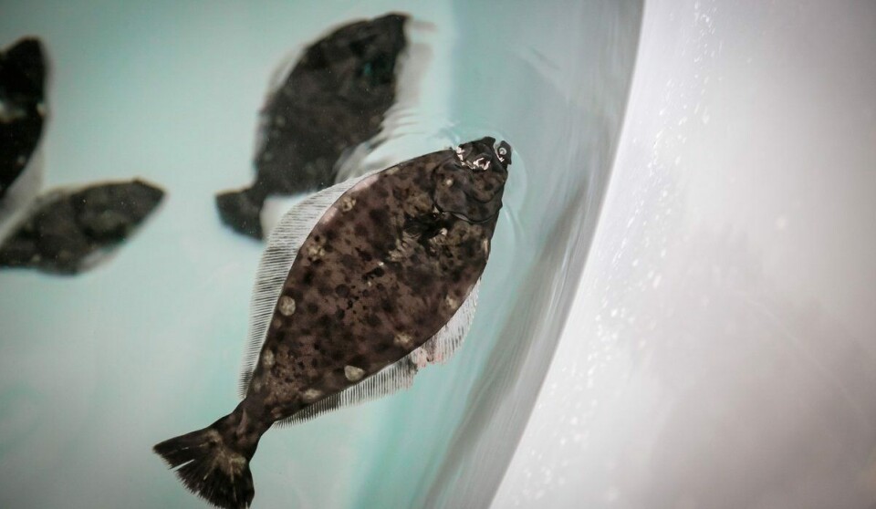 Nordic Halibut avlyser den planlagte emisjonen og noteringen på Euronext Growth. Illustrasjonsbilde: Erlend Astad Lorentzen / Havforskningsinstituttet Nordic Halibut avlyser den planlagte emisjonen og noteringen på Euronext Growth. Illustrasjonsbilde: Erlend Astad Lorentzen / Havforskningsinstituttet