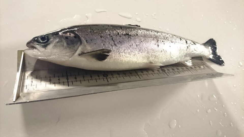 Illustrasjonsbildeo av smolt. Foto; Sisomar.