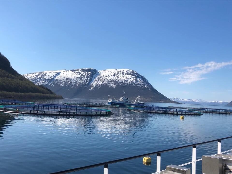 Bilde fra lokaliteten Ytre Stræte 20 mai. Foto: Nordlaks
