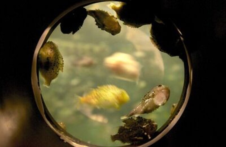 Foto: Nordland Rensefisk.