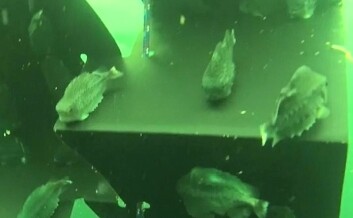 Her ser man at lusespiserne har sugd seg fast på rognkjeksskjulet. Bildet er tatt under uttesting hos Marine Harvest. Skjermdump/Estro-video.