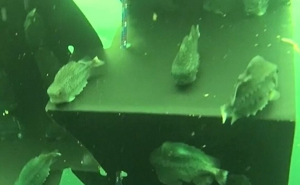 Her ser man at lusespiserne har sugd seg fast på rognkjeksskjulet. Bildet er tatt under uttesting hos Marine Harvest. Skjermdump/Estro-video. Her ser man at lusespiserne har sugd seg fast på rognkjeksskjulet. Bildet er tatt under uttesting hos Marine Harvest. Skjermdump/Estro-video.