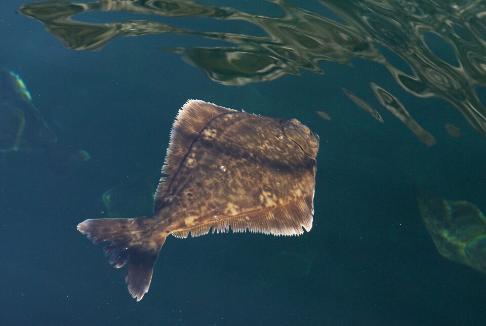 Kveite i merd hos Sterling White Halibut. Foto: Sterling White Halibut.