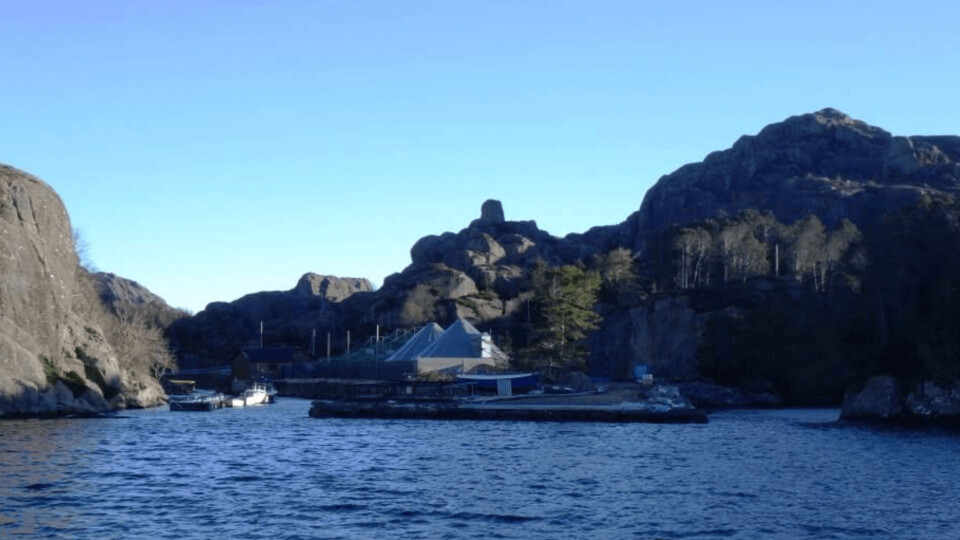 Lialaks. Foto: Eide Fjordbruk.