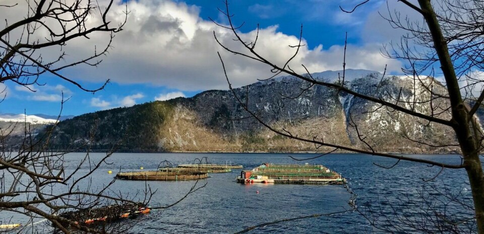 Eide Fjordbruk vil kjøpe forskningsfasiliteter i sjøen for bl.a. nye råvarer Nordfjord. Foto: Nordfjord Forsøksstasjon - Norsk Marin Fisk Norsk Marin Fisk
