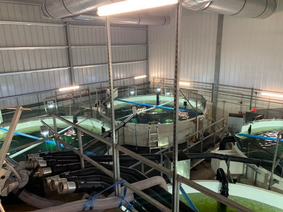 400 tonn laks skal ha gått tapt som følge av et uhell hos Atlantic Sapphire i Danmark. Foto: Atlantic Sapphire