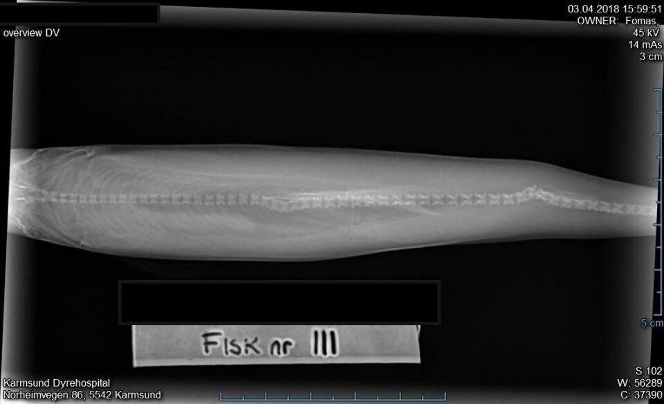 Bildet viser skader på ryggrad som følge av elektrisk strøm i kar. Røntgen tatt hos Karmsund Dyrehospital.