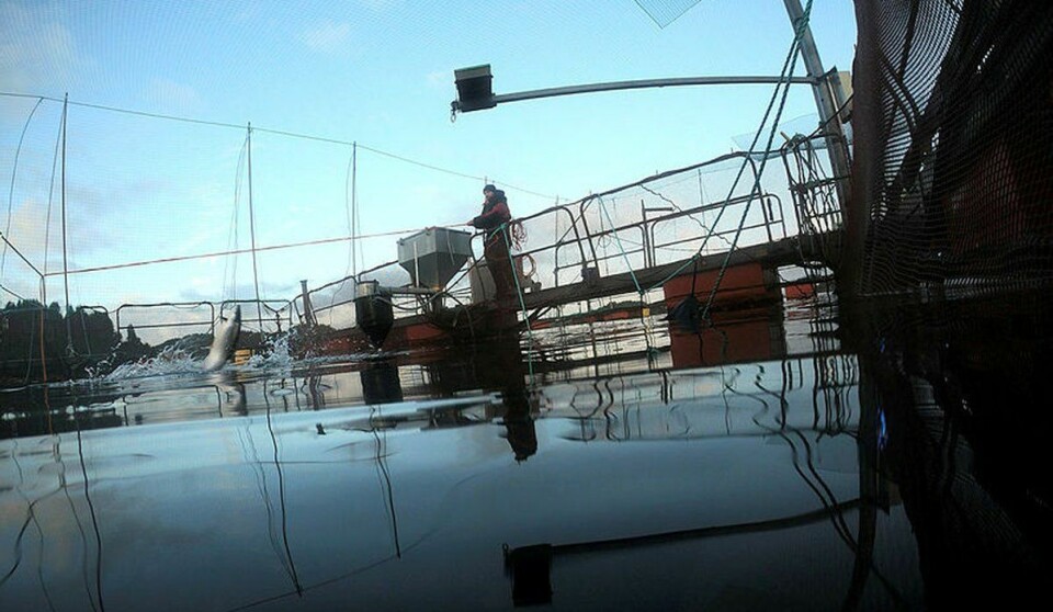 Tanken bak prosjektet Echofeeding er at et ekkolodd på en mer effektiv måte viser mengden fisk som samles ved maten, og når «måltidet» løser seg opp. Da stopper fôringen automatisk.Fotograf: Erlend A. Lorentzen / Havforskningsinstituttet.