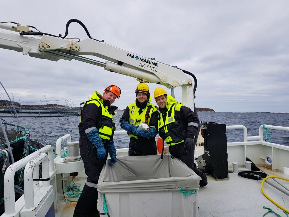 Lusetelling pågår for harde livet. Foto: Trym Vean.