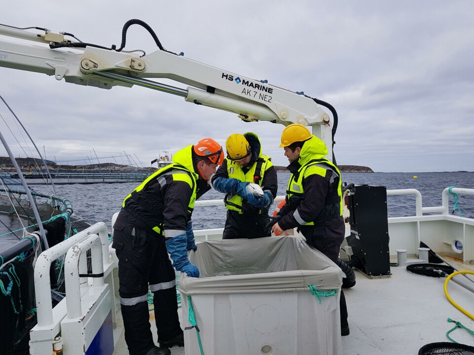 Tre ansatte i oppdrettsnæringen hadde nylig eksamen i lusetelling, og bestod med glans. Foto: Trym Vean. Tre ansatte i oppdrettsnæringen hadde nylig eksamen i lusetelling, og bestod med glans. Foto: Trym Vean.