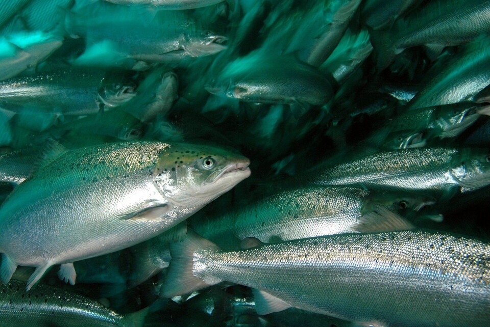 Koronavirus rapporteres bare å infisere pattedyr. Foreløpig er det ingen holdepunkter som tyder på at viruset SARS-CoV-2, som forårsaker covid-19, kan smitte vannlevende matdyr (fisk, krepsdyr, bløtdyr, amfibier). Foto: Rudolf Svensen, UW Photo Koronavirus rapporteres bare å infisere pattedyr. Foreløpig er det ingen holdepunkter som tyder på at viruset SARS-CoV-2, som forårsaker covid-19, kan smitte vannlevende matdyr (fisk, krepsdyr, bløtdyr, amfibier). Foto: Rudolf Svensen, UW Photo