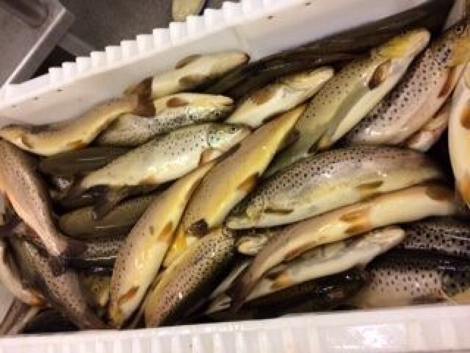 Norsk Ørret vil produserer tonnevis med 'Sirdalsørret' og flerdoble produksjonen av brunørret i Norge. Foto: Norsk Ørret.