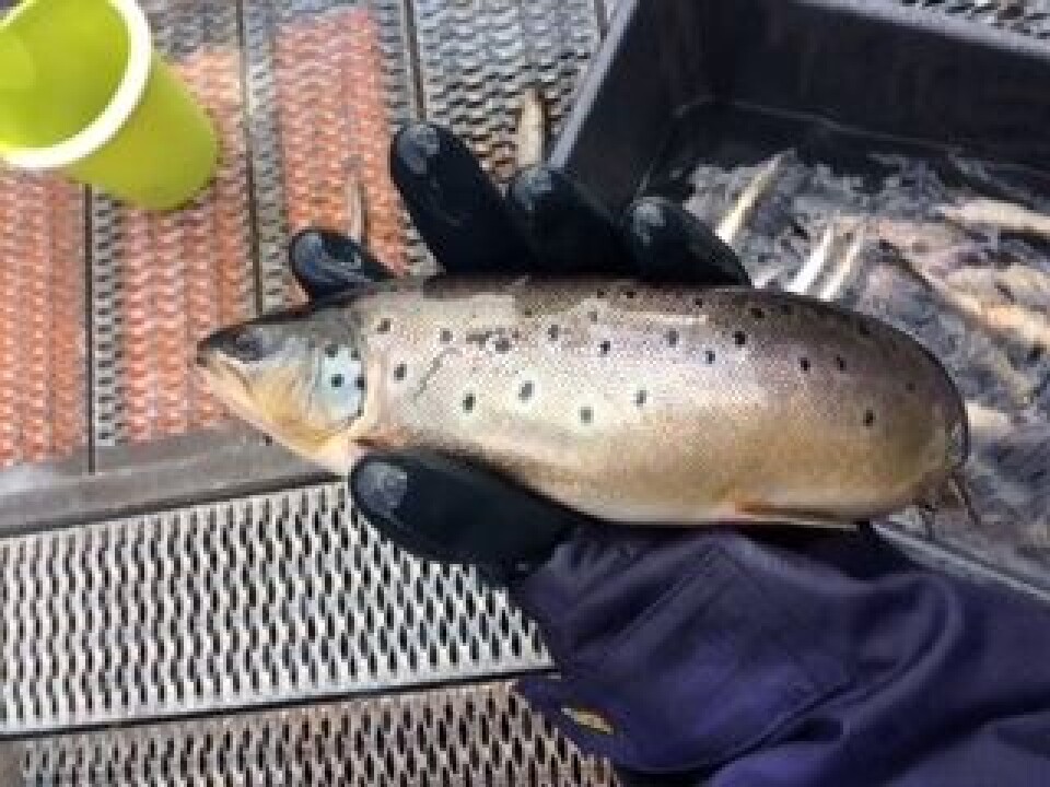 Fisken som oppdrettes inne i merdene er den samme som svømmer fritt i vannet. Foto: Norsk Ørret.