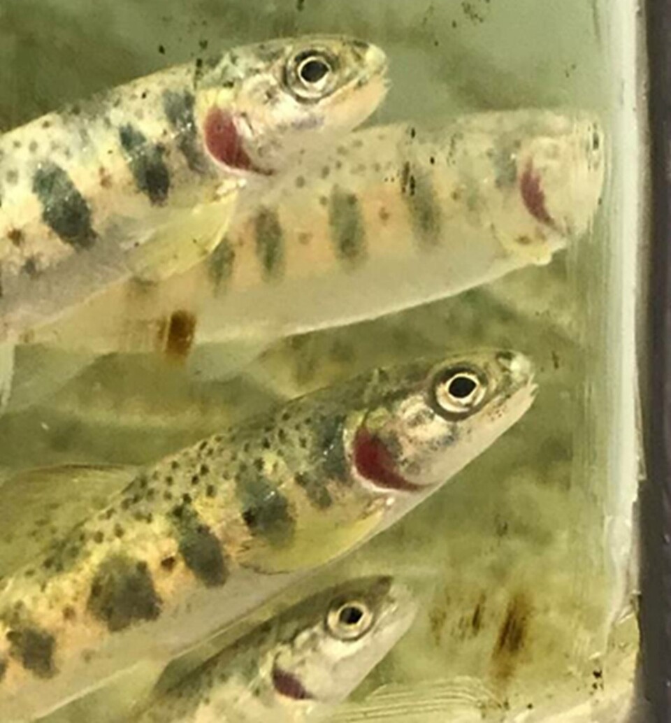 Mellom 95 og 99 % av alle forsøksdyr som benyttes i Norge er fisk. Foto: UiB Mellom 95 og 99 % av alle forsøksdyr som benyttes i Norge er fisk. Foto: UiB