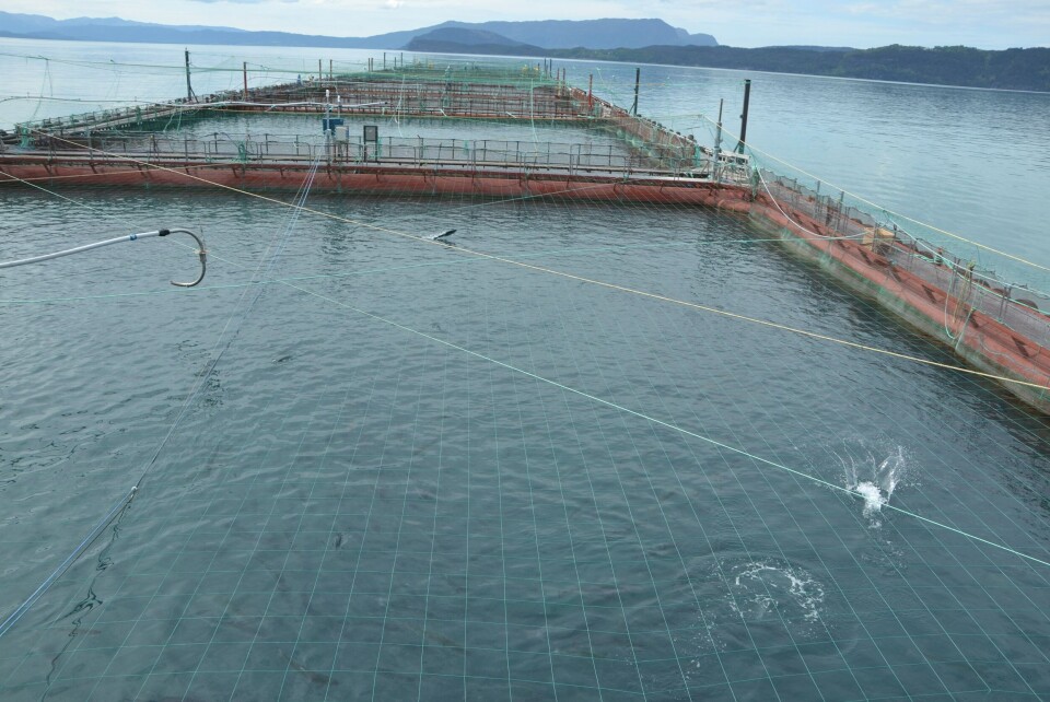 Telavåg Fiskeoppdrett har to konsesjoner for laks. Illustrasjonsfoto: Margarita Savinova.