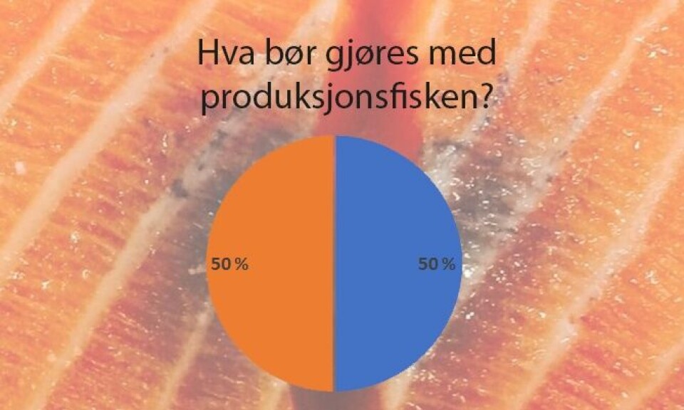 Vi holder avstemning blant våre lesere. Hva mener du bør skje med produksjonsfisken?
