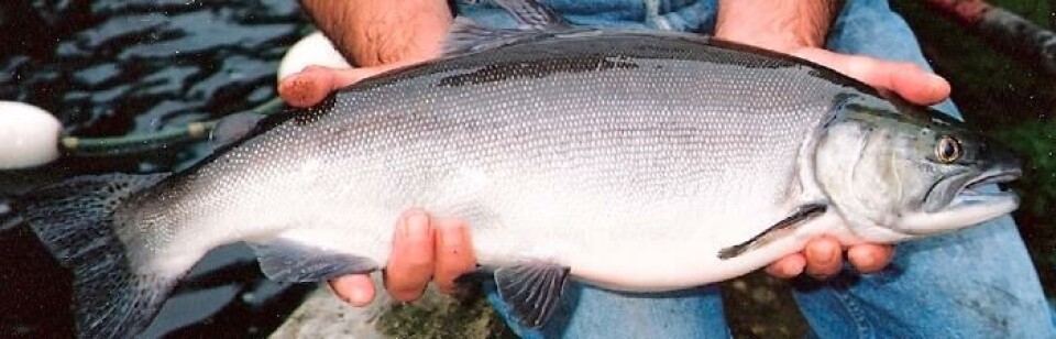 Sockeye laks fra lukket anlegg produsert av det kanadiske selskapet West Creek. Foto: West Creek.