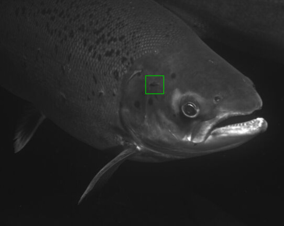 Laserne har skutt en milliard pulser siden oppstarten. Foto: Stingray