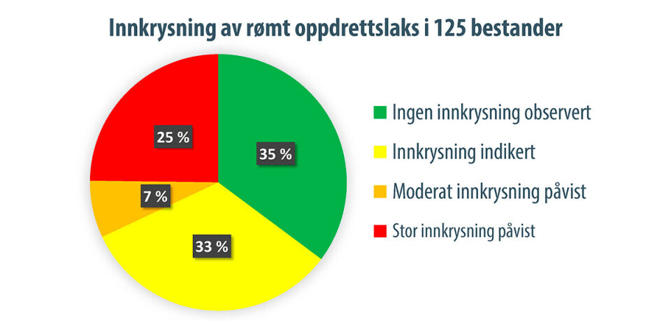 Innkrysning av rømt oppdrettslaks i 125 bestander.