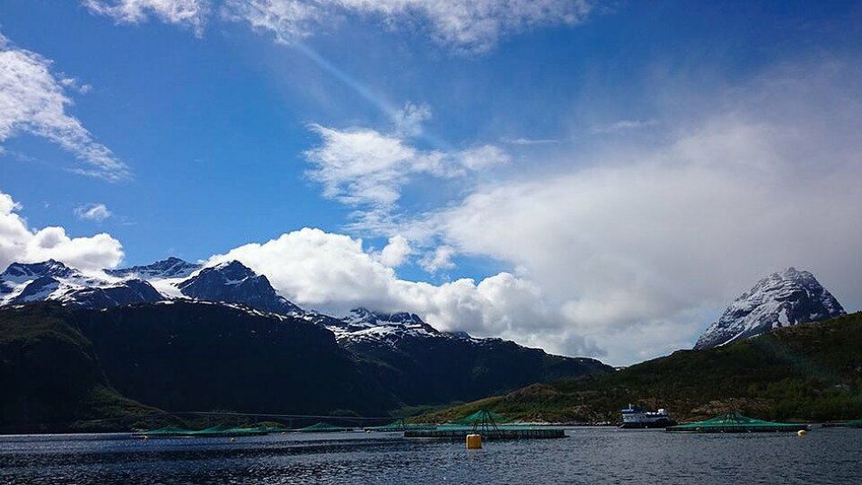 Salaks merder. Foto: Salaks