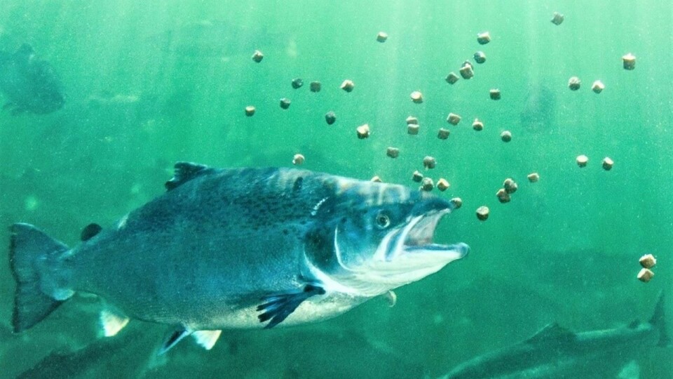 Illustrasjonsfoto av laks som spiser fiskefôr i merd. Foto: FHF.