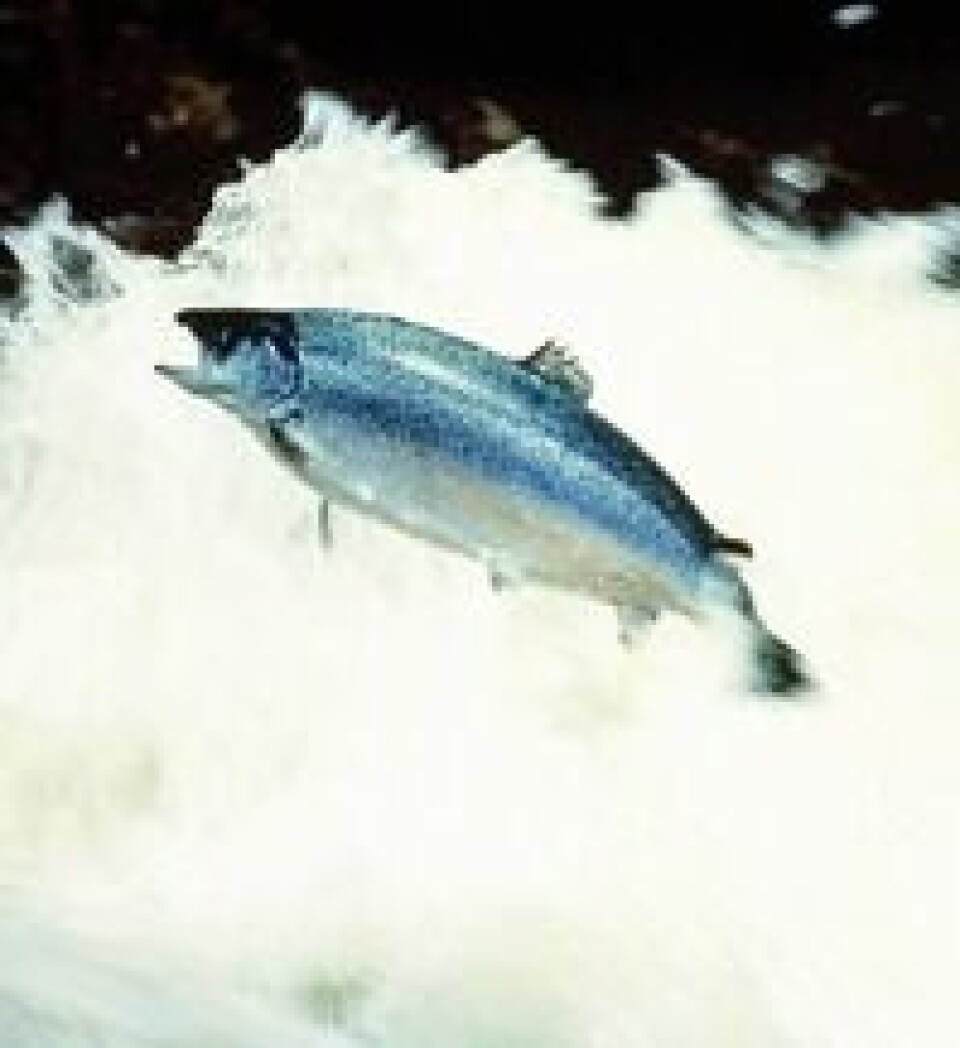 Få med deg all informasjonen fra 1300 lakseelver i DNs register. Foto: Norwegian Seafood Export Council (EFF)