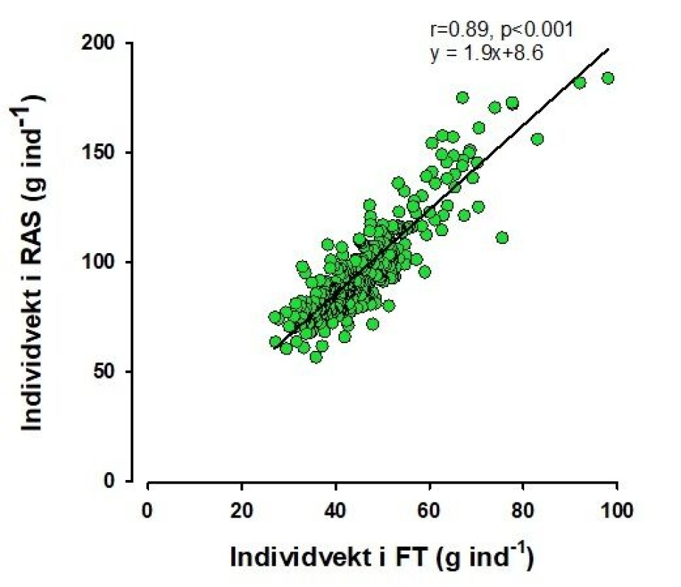 Fig. 3 Tilvekst i RAS- og gjennomstrømskar. Vekter ble tatt på fisk som ble klekket og startfôret samtidig, for så å bli satt i to ulike miljøer etter pittagging: gjennomstrømningsanlegg og RAS. Vekstperiodene i gjennomstrømskar: 20,5g - 46g; RAS: 21,2g - 97g. Det var høy korrelasjon mellom vektene, men RAS-fisken doblet tilveksten sammenliknet med fisk holdt i gjennomstrømsenheter.