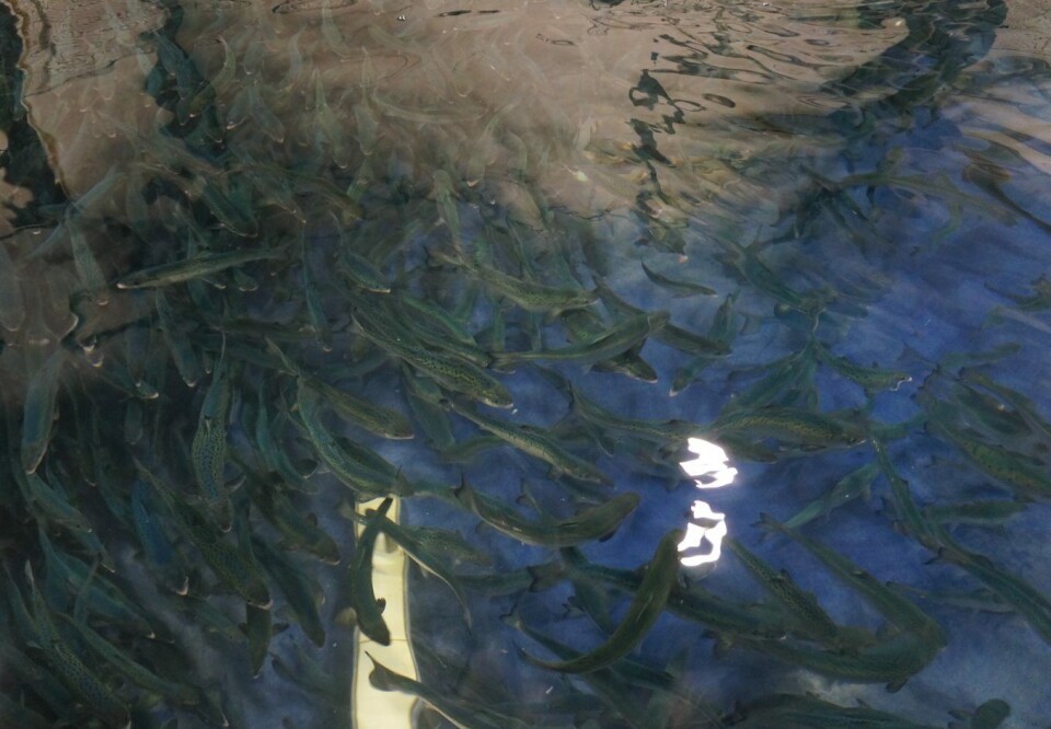 Er det behov for genetiske tilpasninger for landbasert oppdrett og RAS-systemer?