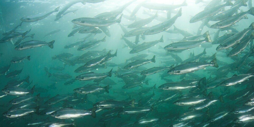 I et prosjekt finansiert av Forskningsrådet, forsker NINA på om gjenkjenning av iris fungerer like godt til å identifisere fisk som til å identifisere mennesker. Foto: Linn Røkenes