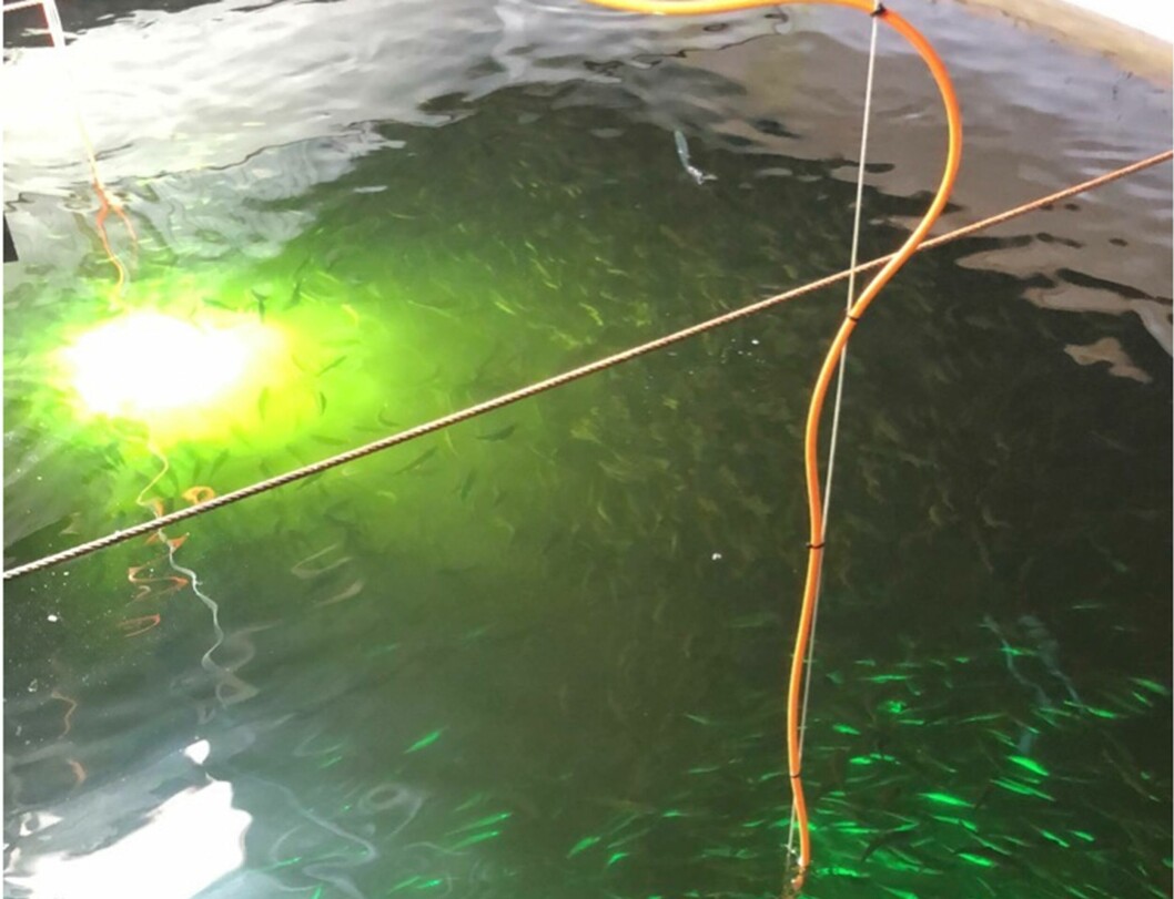 Settefiskkar med lampe Aqualux 600 W plassert på 2 m dyp, Trøndersmolt juni 202. Foto: Svein Kr. Svengaard