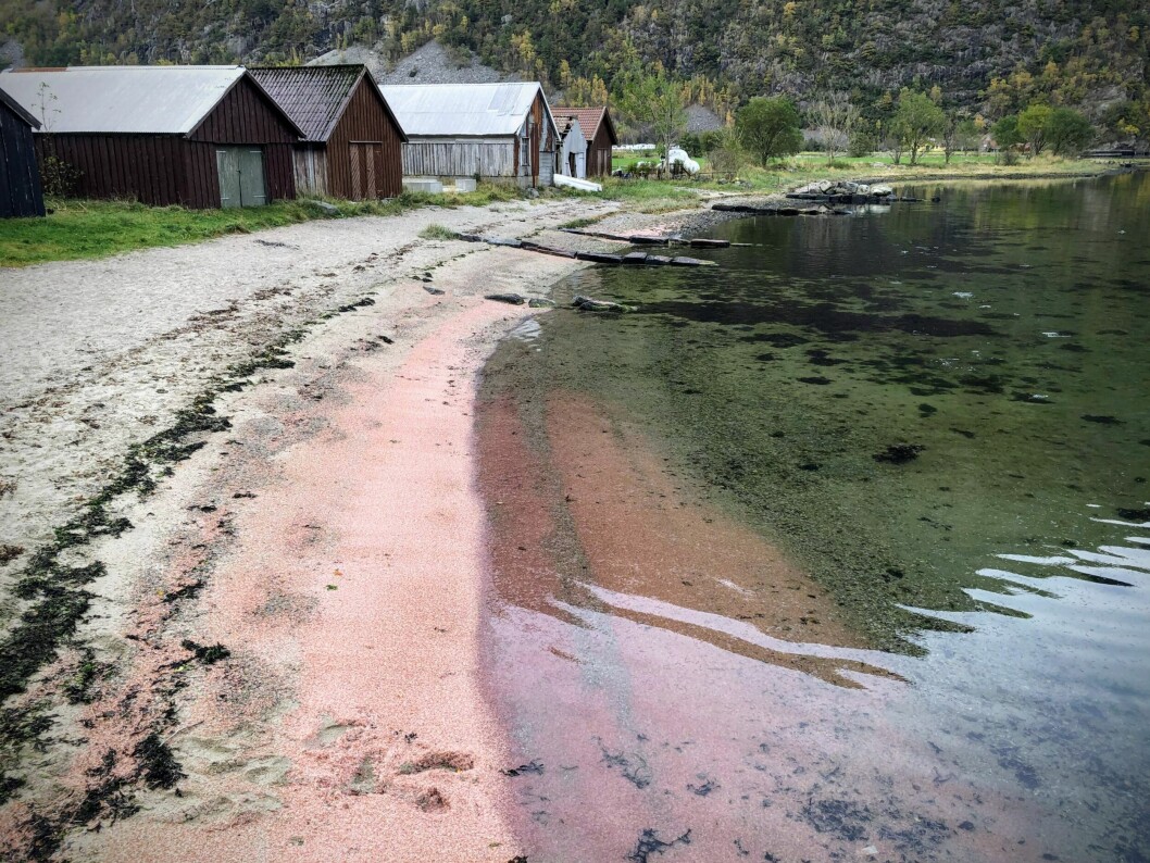 HI ble tipset om et funn av død krill i Frafjord innerst i Høgsfjorden mandag 19. oktober 2020. Foto: HI/Privat
